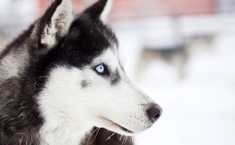 Husky klaar om te vertrekken